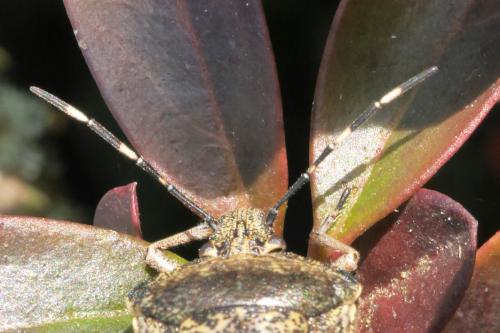 Réf. 293 379 : Rhaphigaster nebulosa